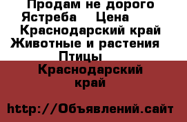 Продам не дорого Ястреба  › Цена ­ 2 - Краснодарский край Животные и растения » Птицы   . Краснодарский край